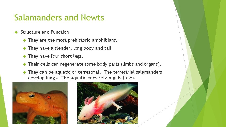 Salamanders and Newts Structure and Function They are the most prehistoric amphibians. They have