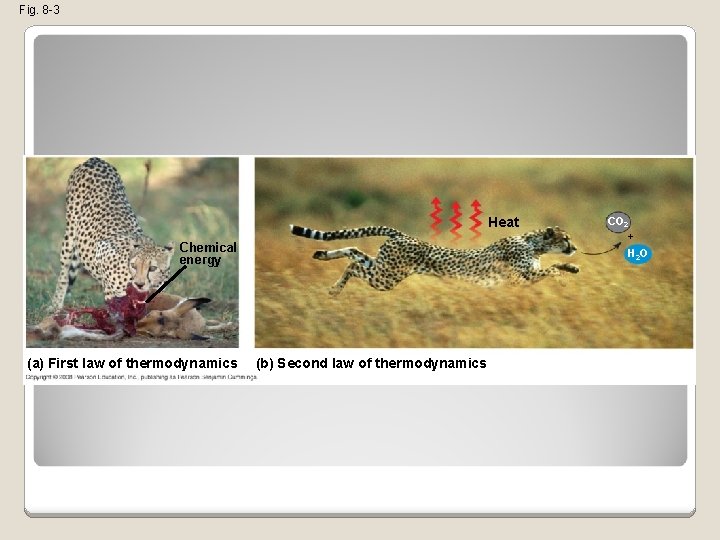 Fig. 8 -3 Heat Chemical energy (a) First law of thermodynamics CO 2 +