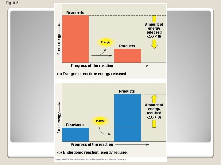 Fig. 8 -6 Reactants Free energy Amount of energy released (∆G < 0) Energy