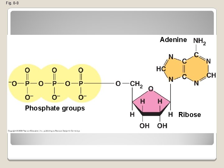 Fig. 8 -8 Adenine Phosphate groups Ribose 