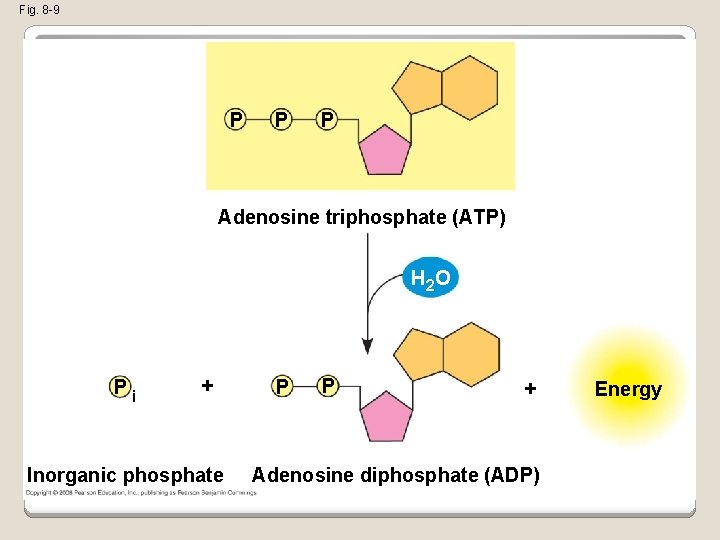 Fig. 8 -9 P P P Adenosine triphosphate (ATP) H 2 O Pi +