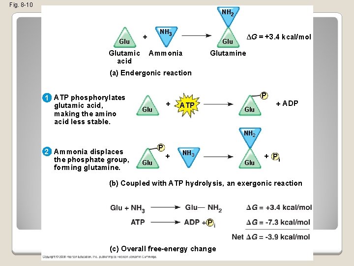 Fig. 8 -10 NH 2 Glutamic acid NH 3 + ∆G = +3. 4