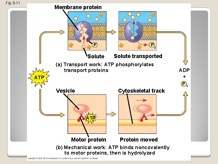 Fig. 8 -11 Membrane protein P Solute Pi Solute transported (a) Transport work: ATP