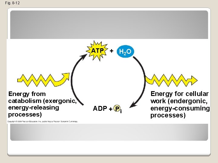 Fig. 8 -12 ATP + H 2 O Energy from catabolism (exergonic, energy-releasing processes)