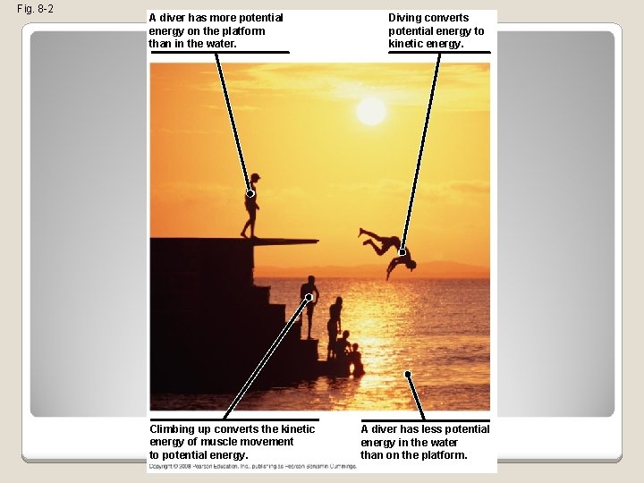 Fig. 8 -2 A diver has more potential energy on the platform than in