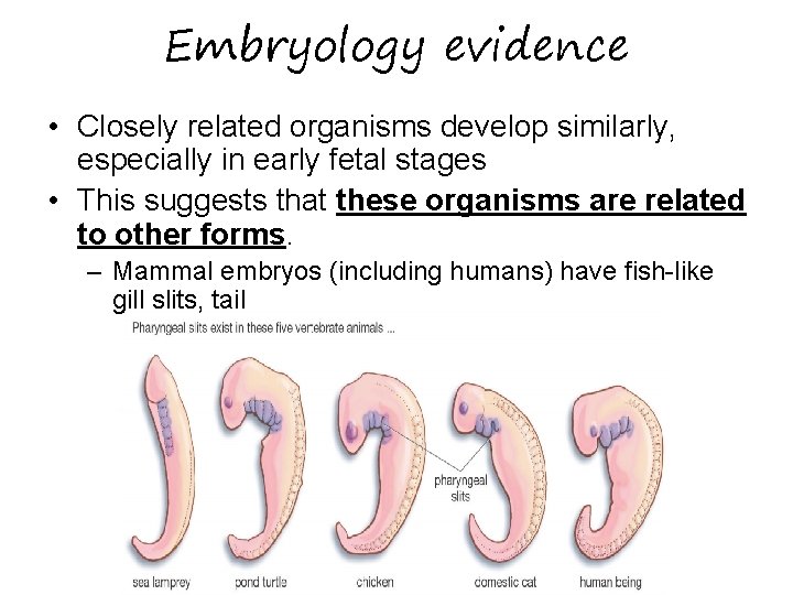 Embryology evidence • Closely related organisms develop similarly, especially in early fetal stages •