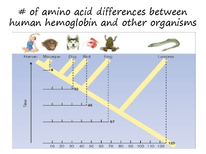 # of amino acid differences between human hemoglobin and other organisms 