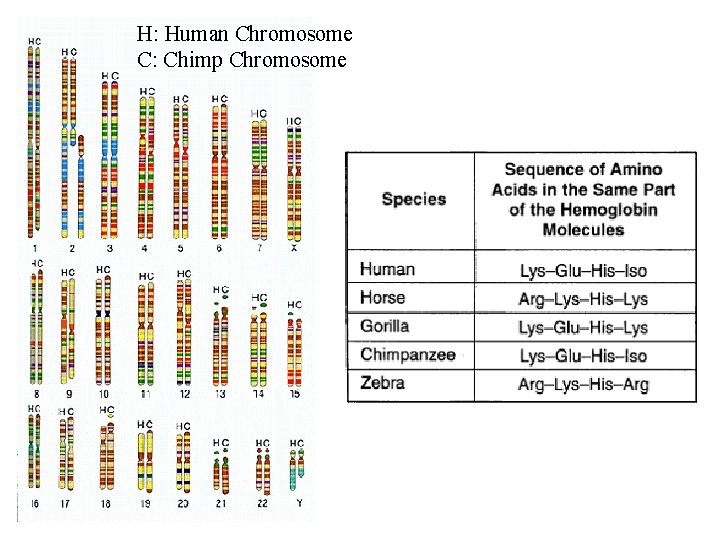 H: Human Chromosome C: Chimp Chromosome 