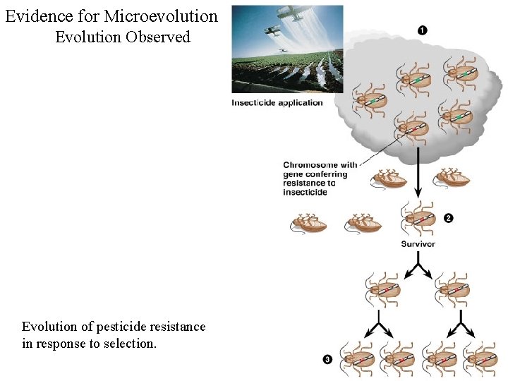 Evidence for Microevolution Evolution Observed Evolution of pesticide resistance in response to selection. 