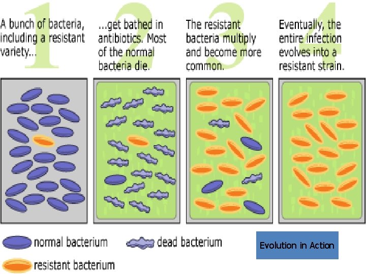 Evolution in Action 