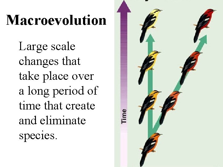 Macroevolution Large scale changes that take place over a long period of time that
