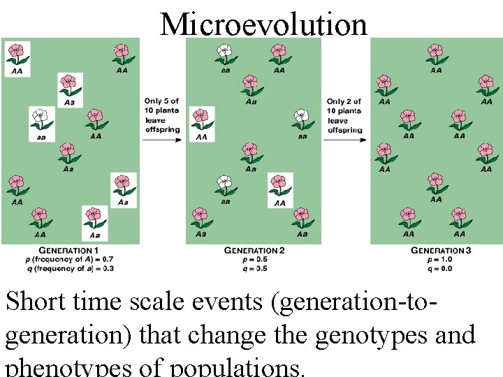 Microevolution Short time scale events (generation-togeneration) that change the genotypes and 