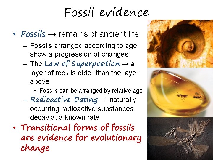 Fossil evidence • Fossils → remains of ancient life – Fossils arranged according to