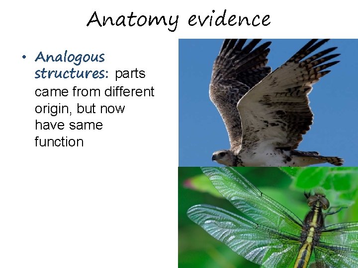 Anatomy evidence • Analogous structures: parts came from different origin, but now have same