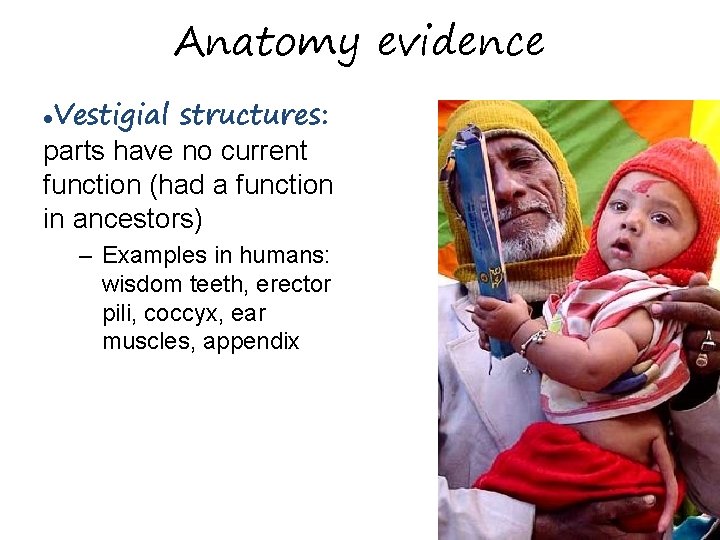 Anatomy evidence Vestigial structures: parts have no current function (had a function in ancestors)