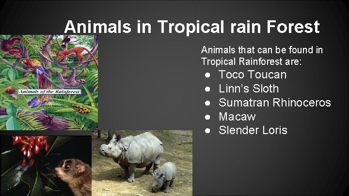 Animals in Tropical rain Forest Animals that can be found in Tropical Rainforest are: