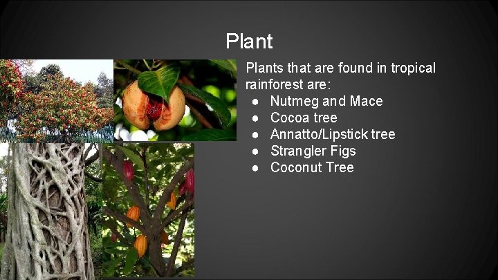 Plants that are found in tropical rainforest are: ● Nutmeg and Mace ● Cocoa