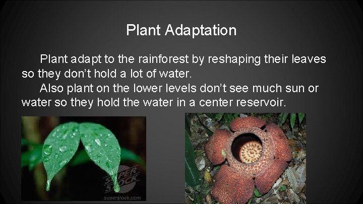 Plant Adaptation Plant adapt to the rainforest by reshaping their leaves so they don’t