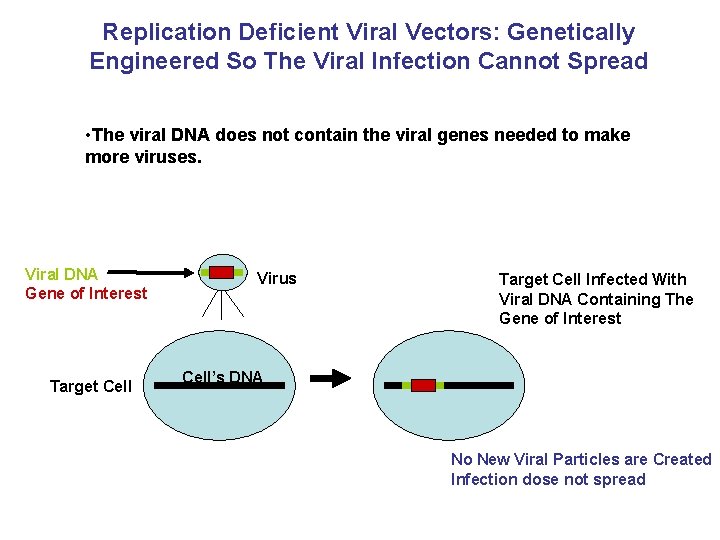 Replication Deficient Viral Vectors: Genetically Engineered So The Viral Infection Cannot Spread • The