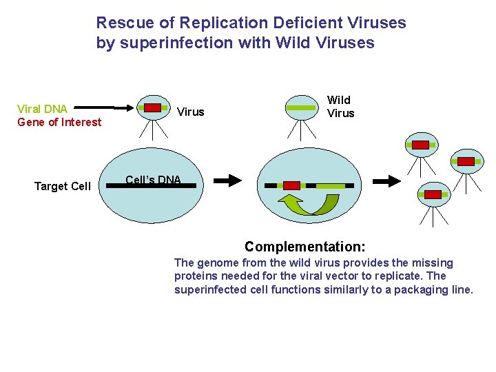 Rescue of Replication Deficient Viruses by superinfection with Wild Viruses Viral DNA Gene of