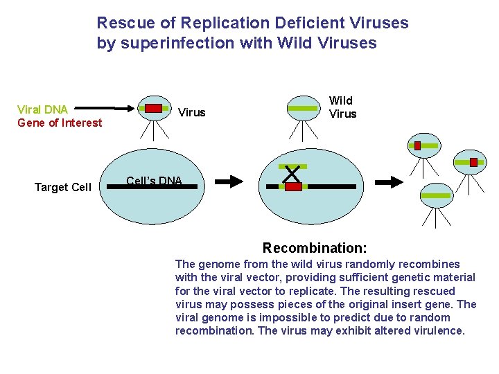 Rescue of Replication Deficient Viruses by superinfection with Wild Viruses Viral DNA Gene of