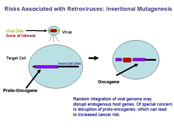 Risks Associated with Retroviruses: Insertional Mutagenesis Viral DNA Gene of Interest Virus Target Cell
