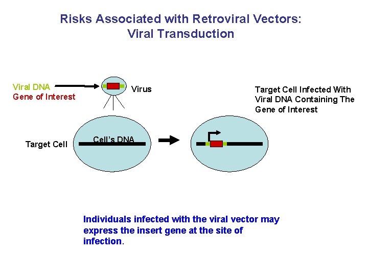 Risks Associated with Retroviral Vectors: Viral Transduction Viral DNA Gene of Interest Target Cell