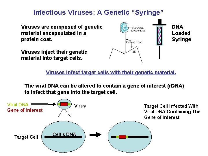 Infectious Viruses: A Genetic “Syringe” Viruses are composed of genetic material encapsulated in a
