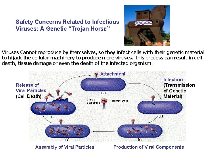 Safety Concerns Related to Infectious Viruses: A Genetic “Trojan Horse” Viruses Cannot reproduce by