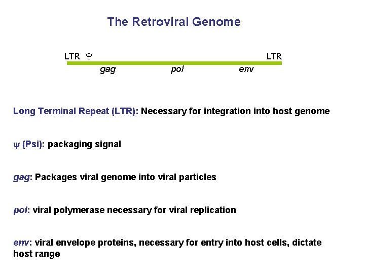 The Retroviral Genome LTR gag pol env Long Terminal Repeat (LTR): Necessary for integration