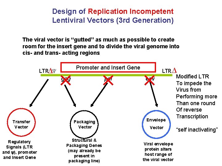 Design of Replication Incompetent Lentiviral Vectors (3 rd Generation) The viral vector is “gutted”