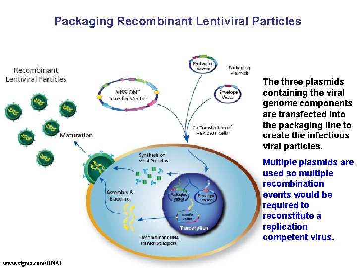 Packaging Recombinant Lentiviral Particles The three plasmids containing the viral genome components are transfected