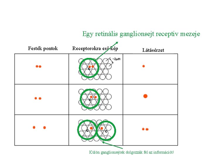 Egy retinális ganglionsejt receptiv mezeje Festék pontok Receptorokra eső kép Látásérzet c c Külön