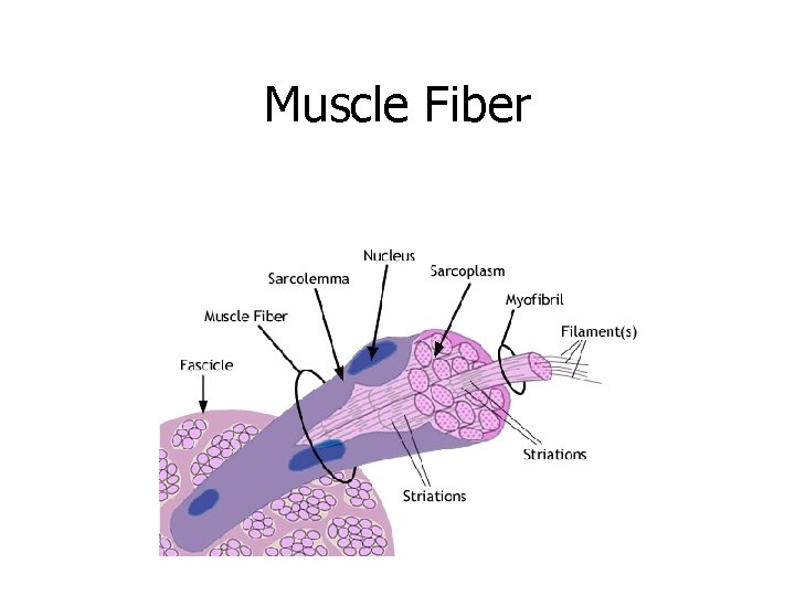 Muscle Fiber 