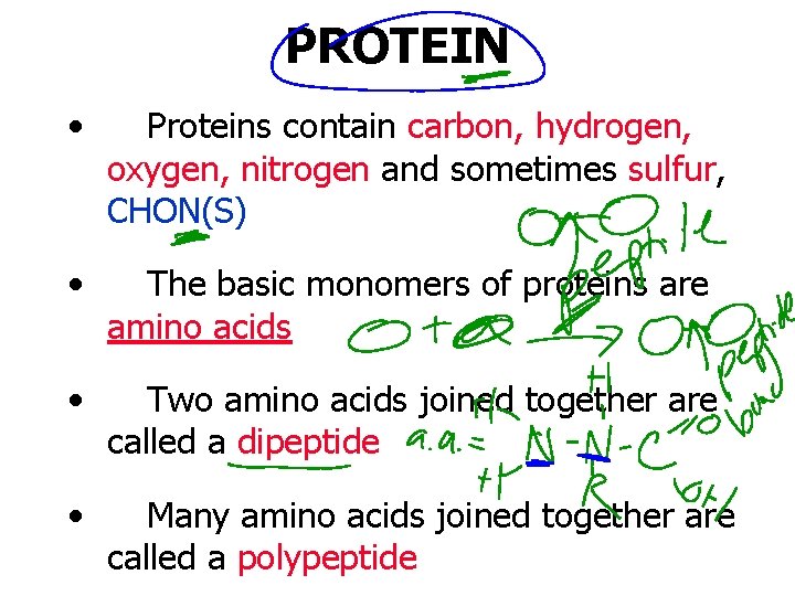 PROTEIN • Proteins contain carbon, hydrogen, oxygen, nitrogen and sometimes sulfur, CHON(S) • The