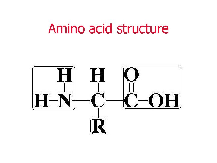 Amino acid structure 