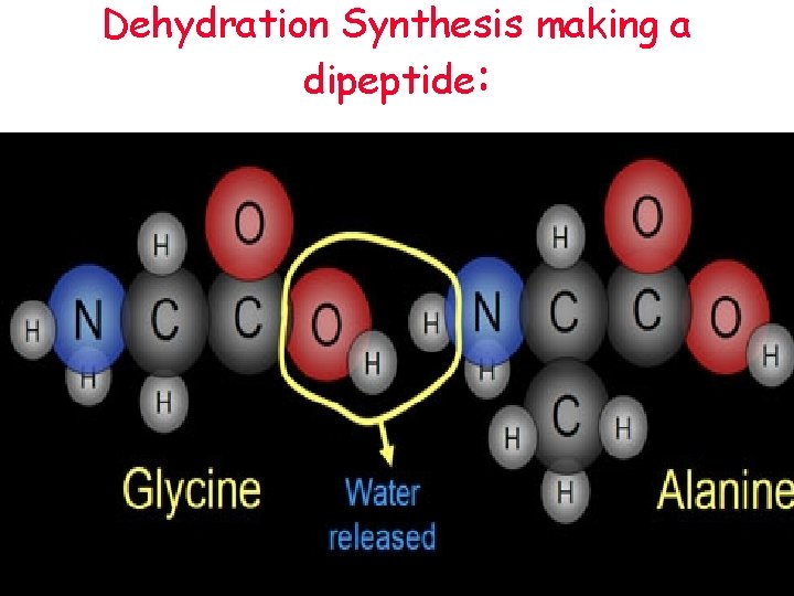 Dehydration Synthesis making a dipeptide: 