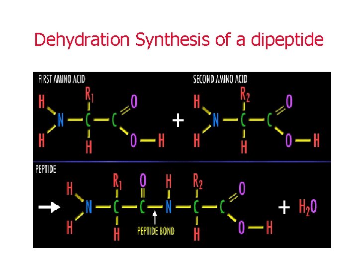 Dehydration Synthesis of a dipeptide 