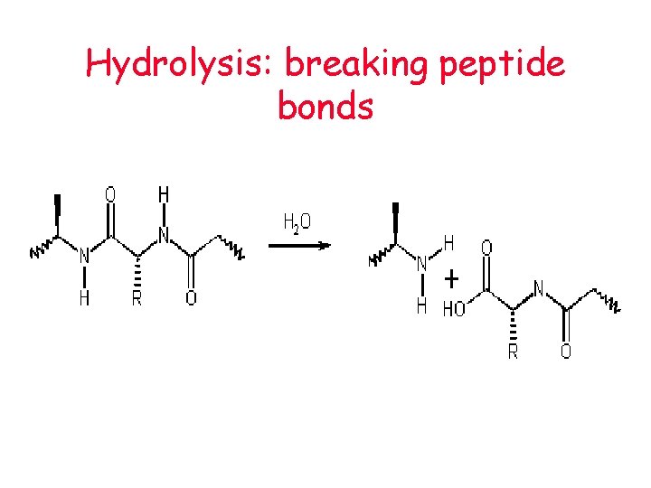 Hydrolysis: breaking peptide bonds 
