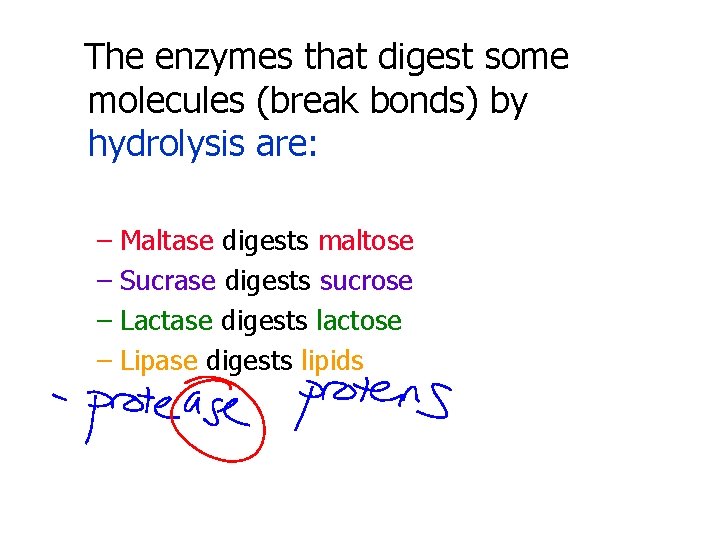 The enzymes that digest some molecules (break bonds) by hydrolysis are: – Maltase digests