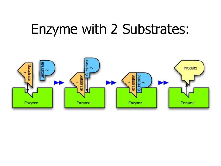 Enzyme with 2 Substrates: 