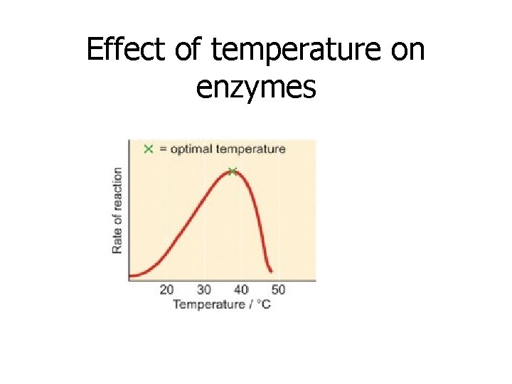 Effect of temperature on enzymes 