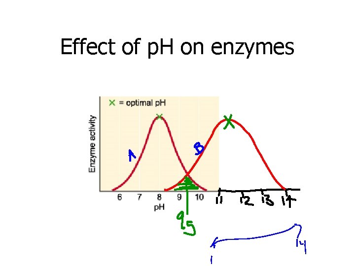 Effect of p. H on enzymes 