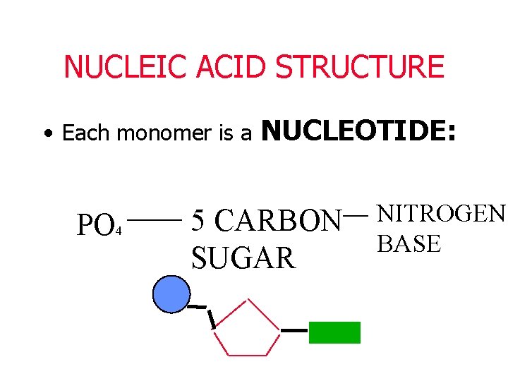 NUCLEIC ACID STRUCTURE • Each monomer is a PO 4 NUCLEOTIDE: 5 CARBON SUGAR
