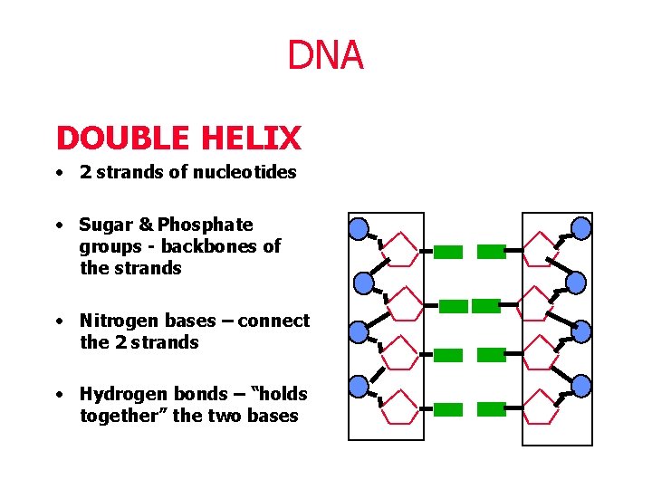 DNA DOUBLE HELIX • 2 strands of nucleotides • Sugar & Phosphate groups -