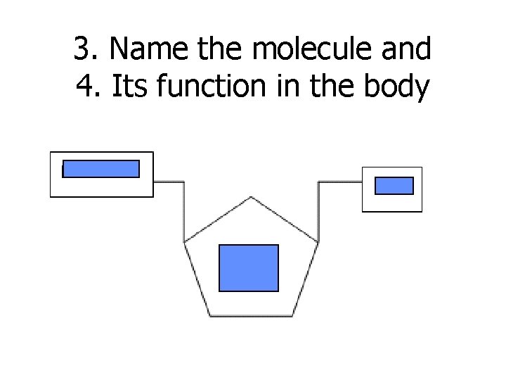 3. Name the molecule and 4. Its function in the body 