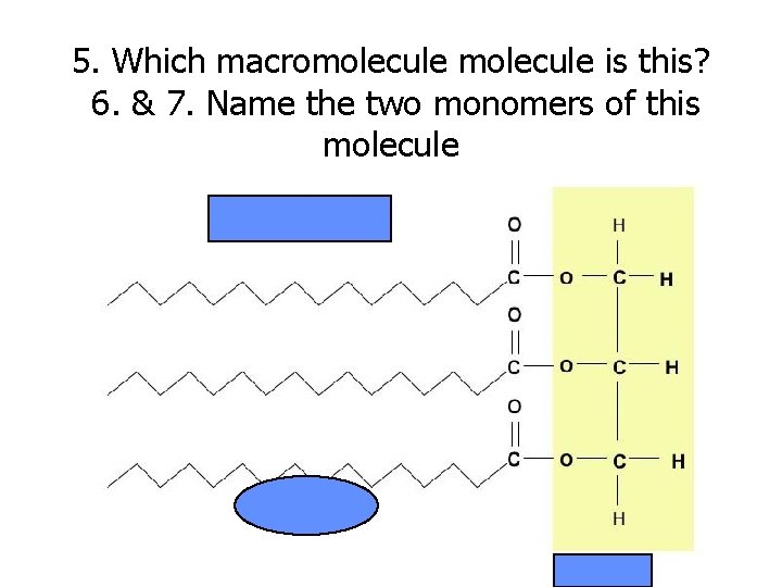 5. Which macromolecule is this? 6. & 7. Name the two monomers of this