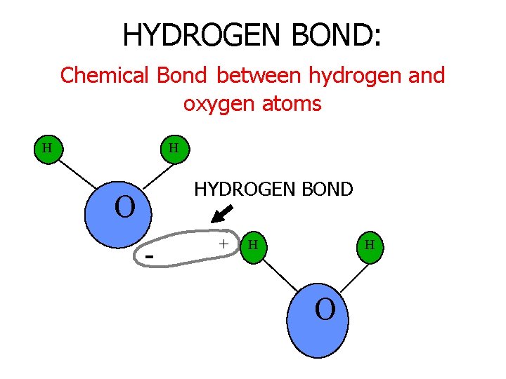 HYDROGEN BOND: Chemical Bond between hydrogen and oxygen atoms H H HYDROGEN BOND O