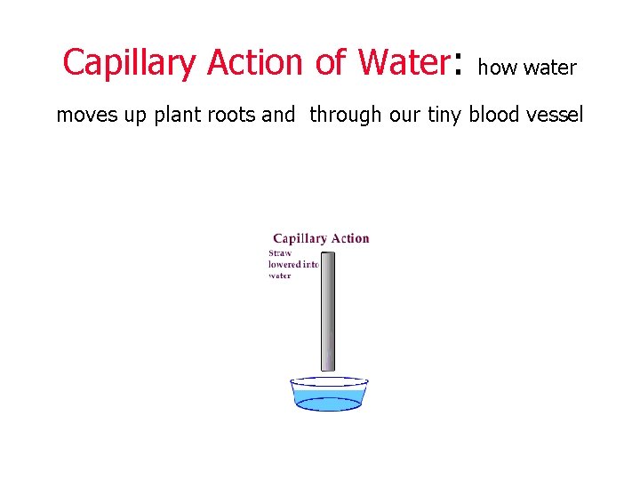 Capillary Action of Water: how water moves up plant roots and through our tiny