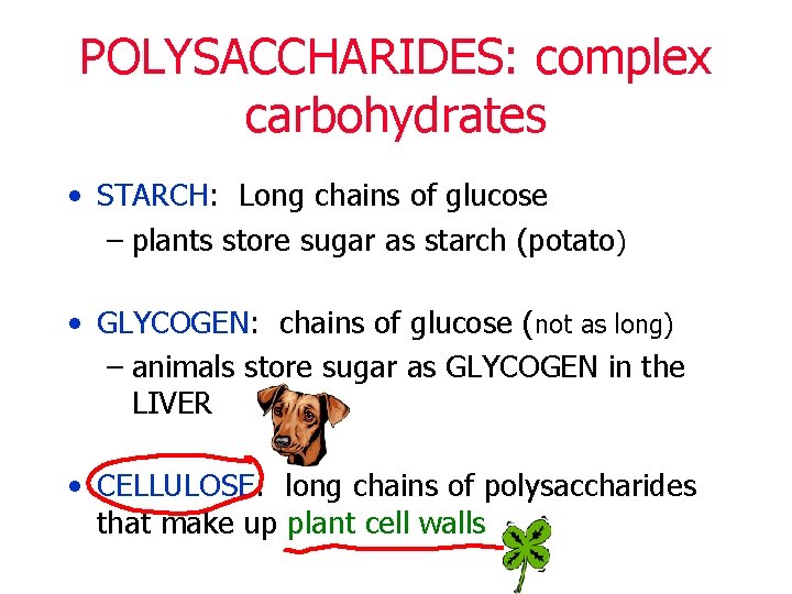 POLYSACCHARIDES: complex carbohydrates • STARCH: Long chains of glucose – plants store sugar as